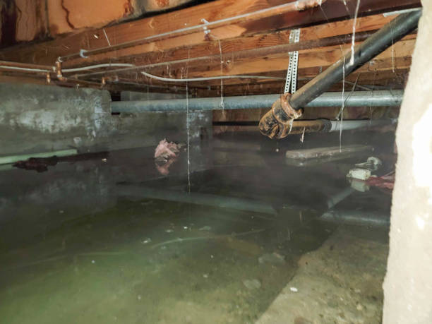 Best Flood damage cleanup  in Palermo, CA